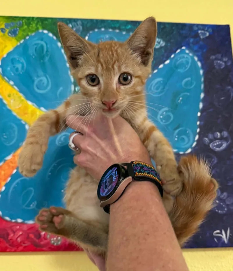 A baby small-sized male Domestic Short Hair cat named Clutch for adoption in Rockwall, TX