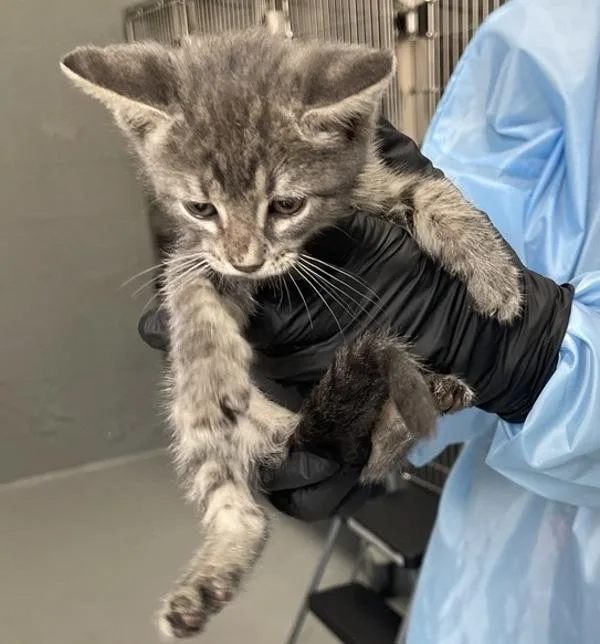 A baby small-sized male Domestic Short Hair cat named Jojo for adoption in Escondido, CA