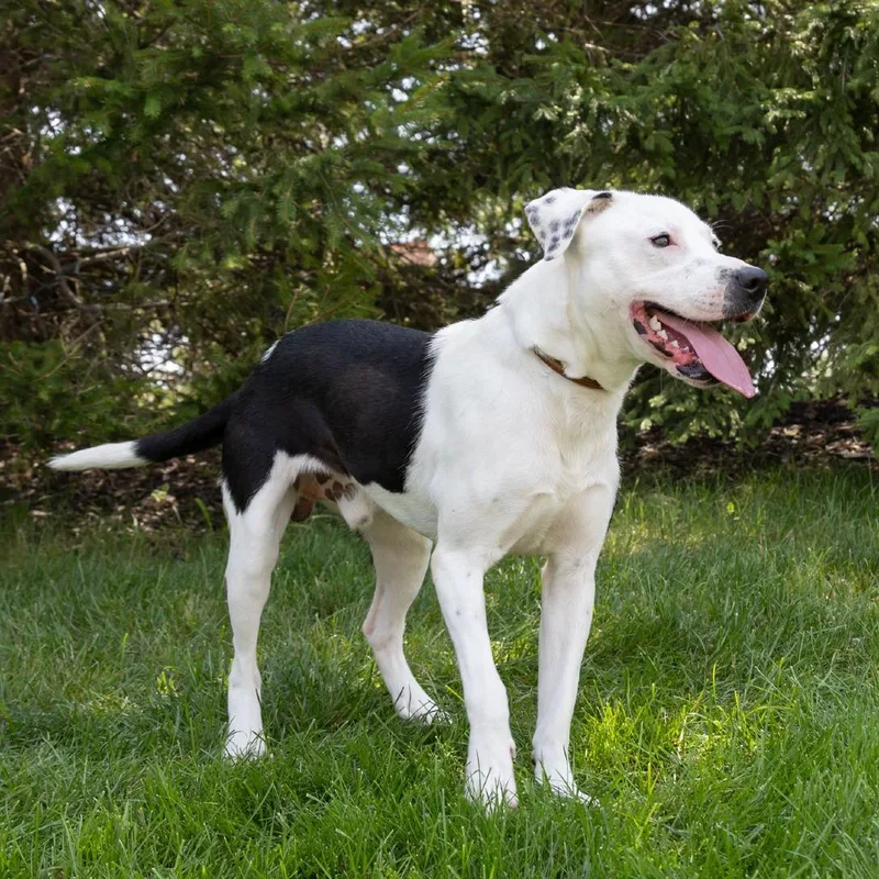 An adult medium-sized male White / Cream Mixed Breed dog named Dublin for adoption in Erie, PA