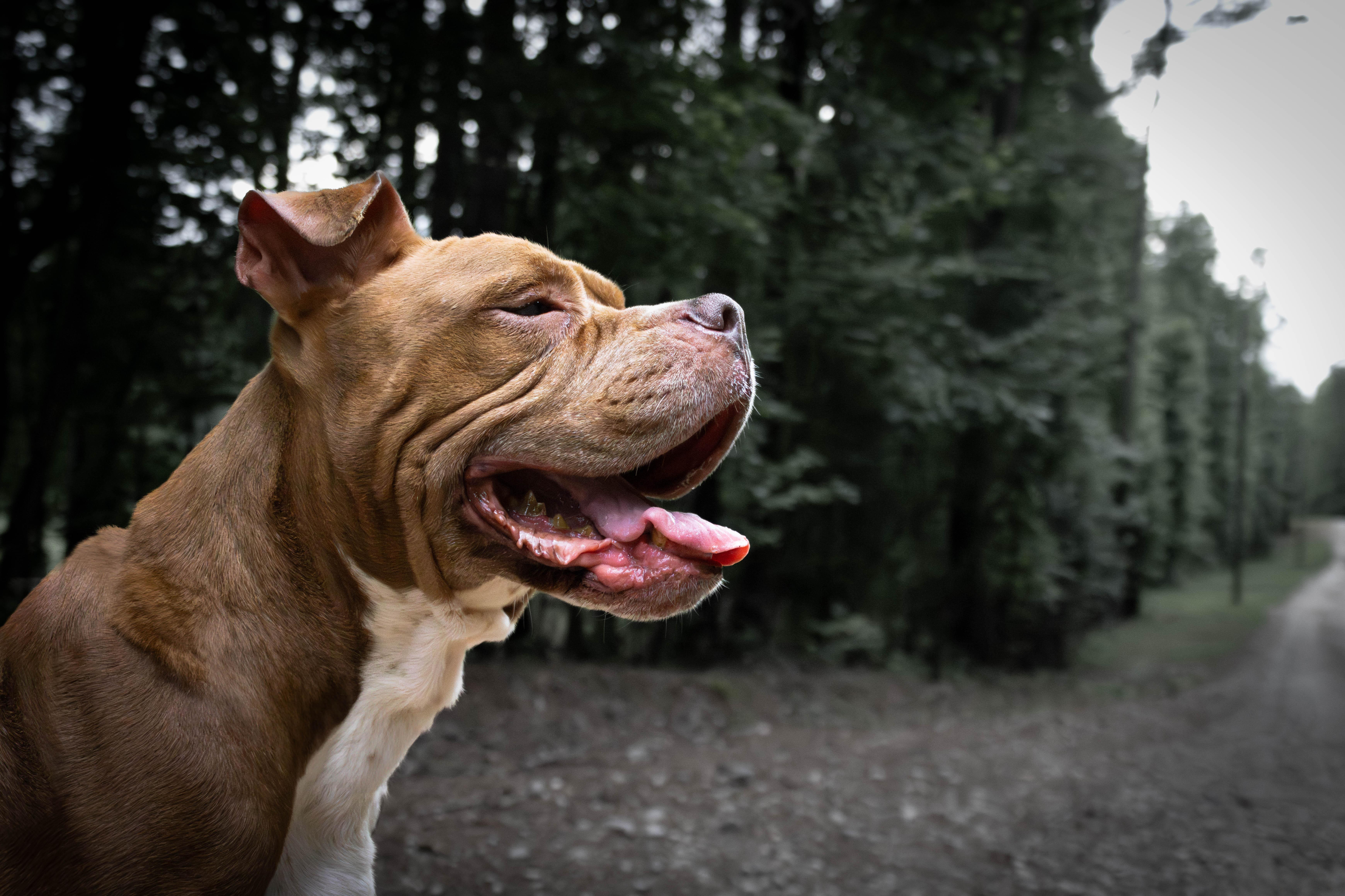A senior large-sized female Boxer dog named Mistic Marie for adoption in Roswell, GA