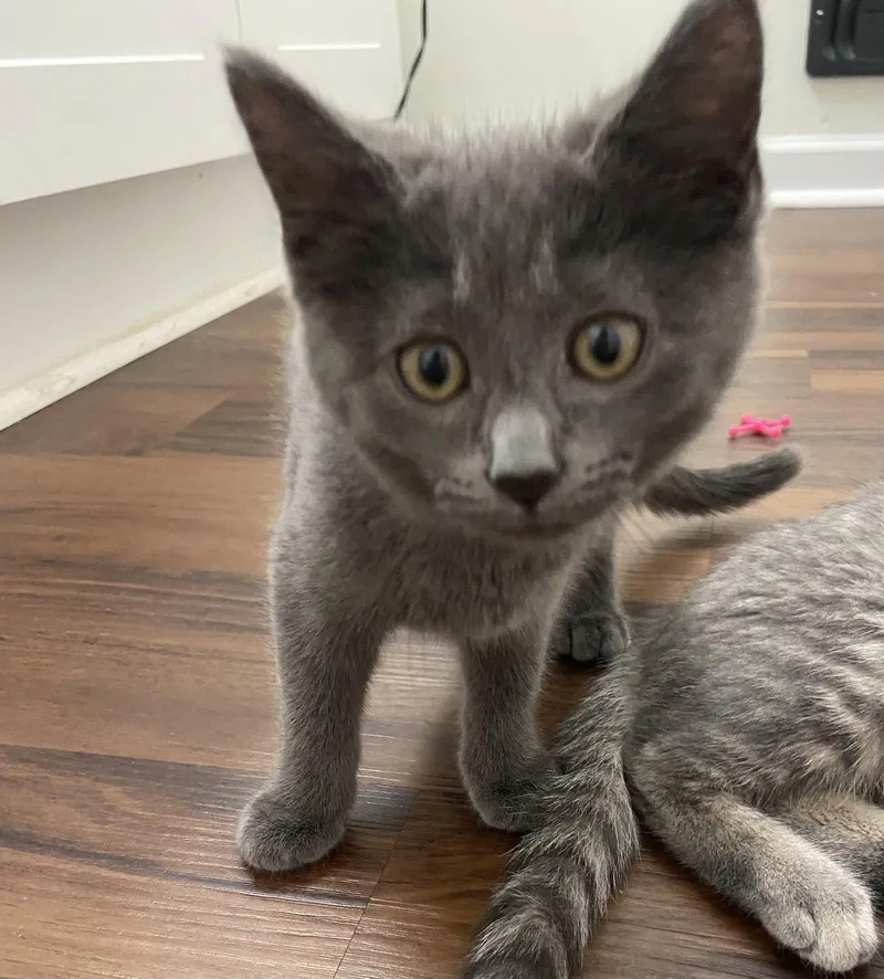 A baby medium-sized female Gray / Blue / Silver Domestic Short Hair cat named Rosie for adoption in Dublin, OH