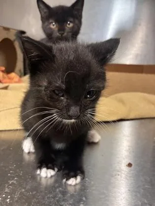 A baby small-sized male Domestic Short Hair cat named Lane for adoption in West Chester, PA