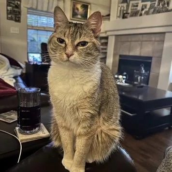 An adult small-sized female Gray / Blue / Silver Domestic Short Hair cat named Emma for adoption in Tallahassee, FL