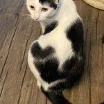 An adult medium-sized female Black & White / Tuxedo Domestic Short Hair cat named Tiney for adoption in Winter Haven, FL