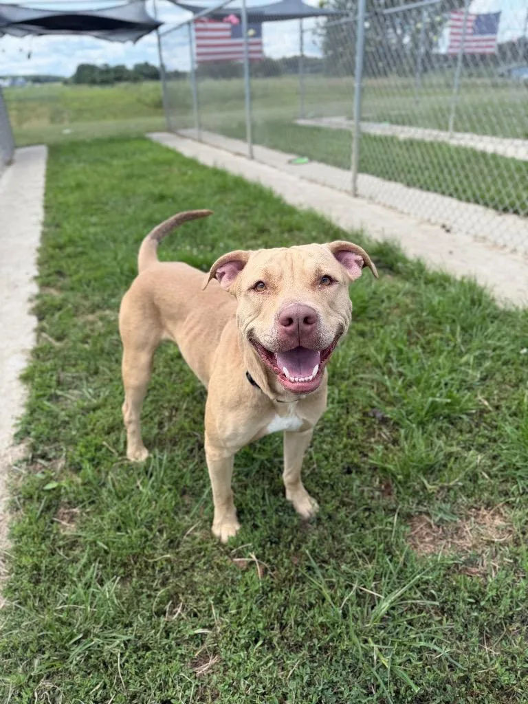 An adult large-sized male American Staffordshire Terrier dog named Macho for adoption in Pierceton, IN