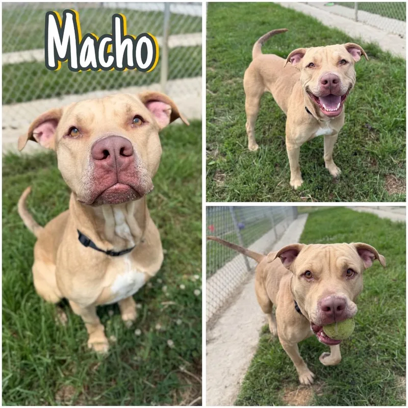 Macho thumbnail 2