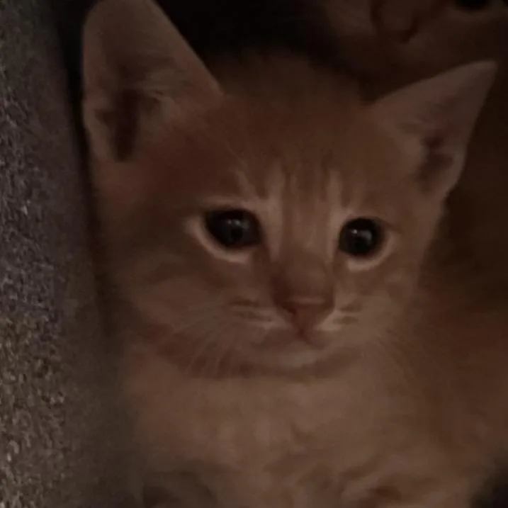 A baby small-sized male Buff / Tan / Fawn Domestic Short Hair cat named Noah for adoption in Leander, TX