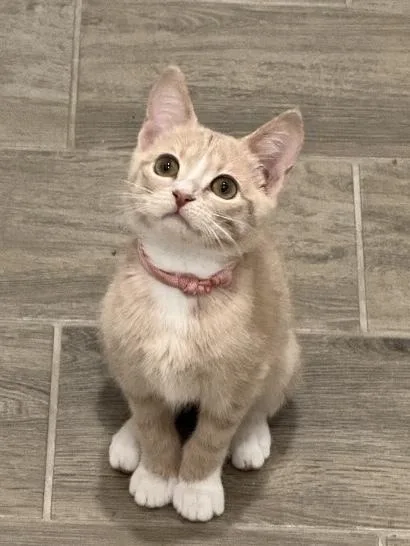 A baby small-sized female Domestic Short Hair cat named Burnt Ends for adoption in Dallas, TX