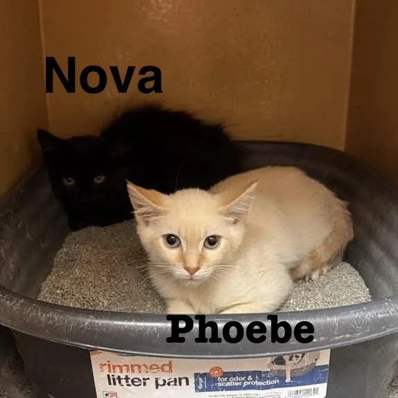 A young medium-sized female Siamese cat named Phoebe for adoption in Spring Lake, NJ