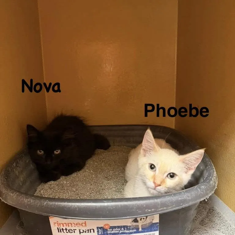 Phoebe thumbnail 2