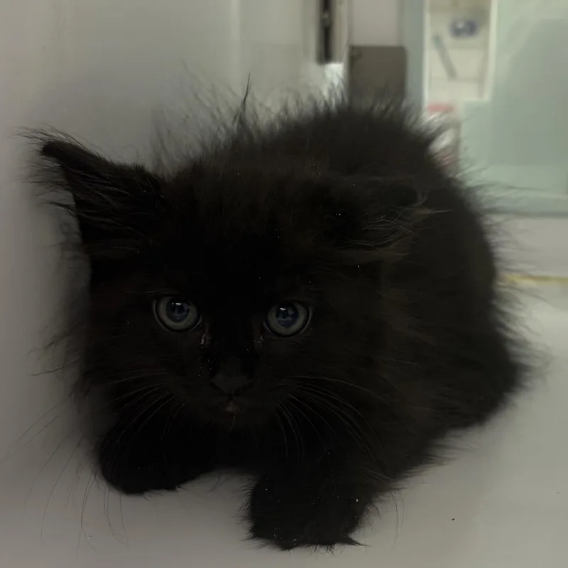 A baby medium-sized male Black Domestic Medium Hair cat named Quasimodo for adoption in Southold, NY