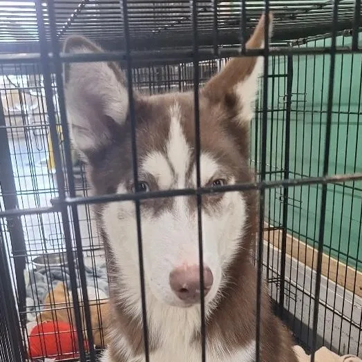 A baby large-sized male White / Cream Husky dog named Alpha for adoption in Parma, OH