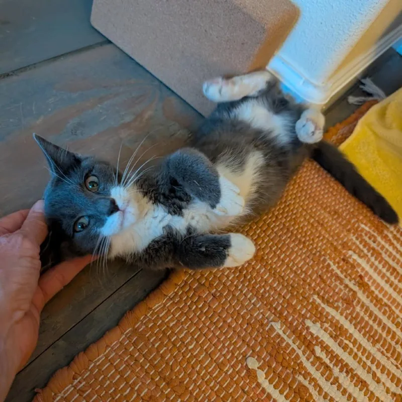 A baby small-sized male Gray / Blue / Silver Domestic Short Hair cat named Lasagna for adoption in Durango, CO