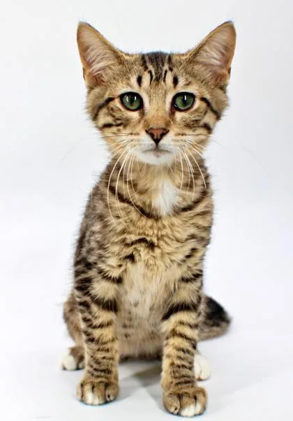 A baby small-sized male Domestic Short Hair cat named Sebastian for adoption in Morton Grove, IL