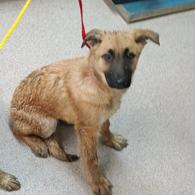 A young medium-sized female Yellow / Tan / Blond / Fawn Shepherd dog named Gretel for adoption in Ardmore, OK