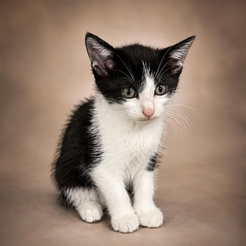 Trixie Tux