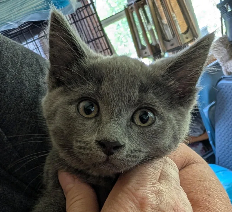A baby medium-sized male Gray / Blue / Silver Russian Blue cat named Bear for adoption in Ypsilanti, MI