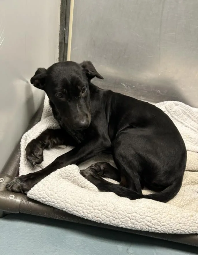 A baby small-sized female German Shepherd Dog dog named Patina for adoption in Houston, TX