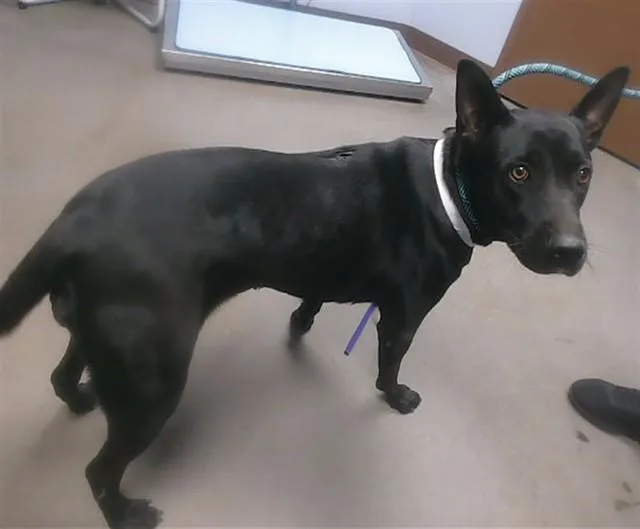 An adult large-sized female Pit Bull Terrier dog named Jade for adoption in Phoenix, AZ