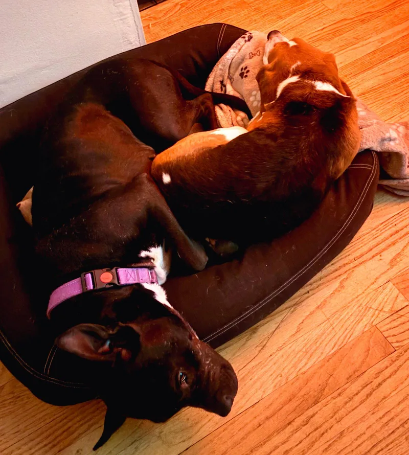An adult medium-sized female Pit Bull Terrier dog named Gigi for adoption in Roseville, CA
