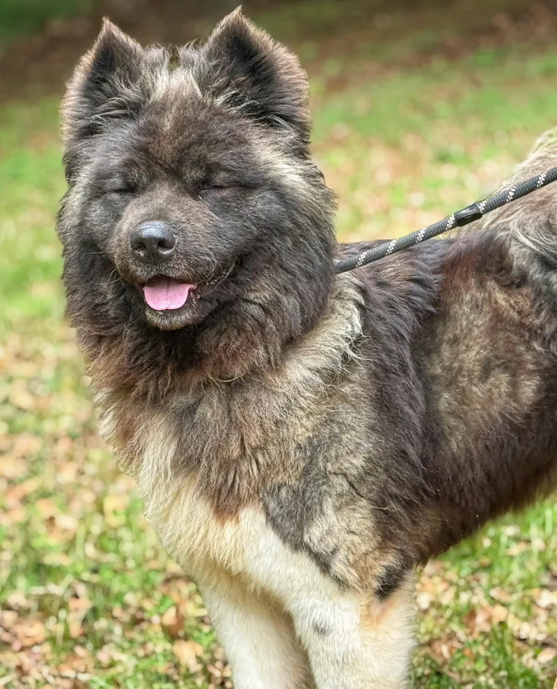 An adult large-sized female Sable Akita dog named Sookie for adoption in Meherrin, VA