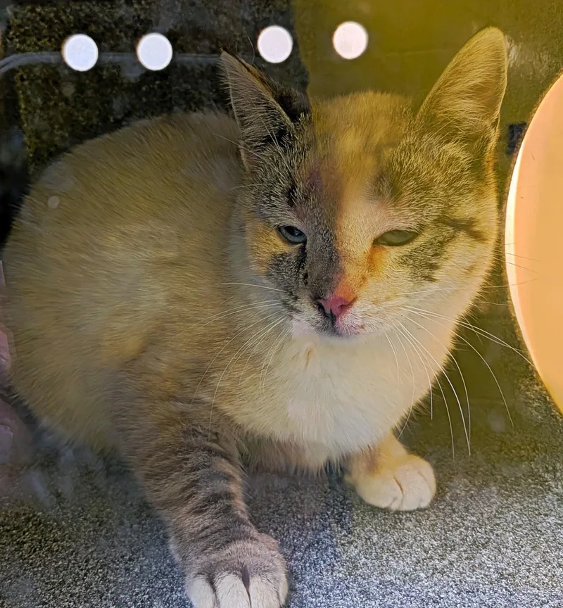 A young medium-sized female White Domestic Short Hair cat named Chalk for adoption in Plover, WI