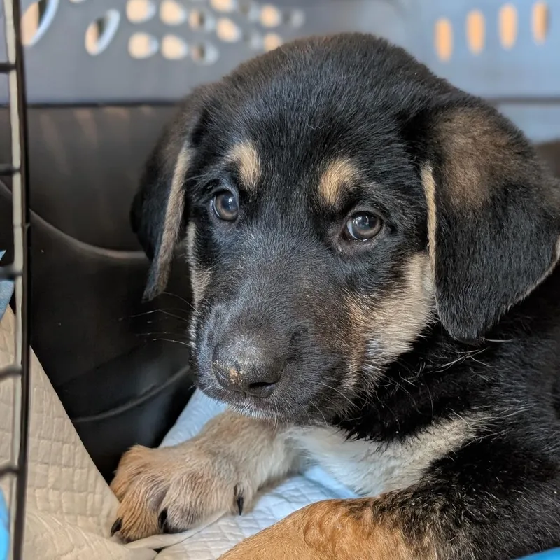 A baby small-sized male German Shepherd Dog dog named Cider for adoption in Asheville, NC