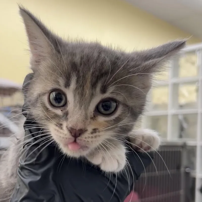 A baby small-sized female Torbie Domestic Short Hair cat named Cristina for adoption in West Palm Beach, FL