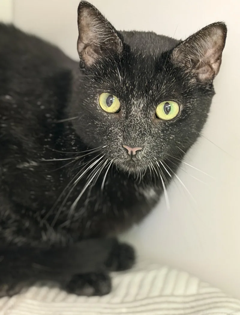 A young medium-sized male Domestic Short Hair cat named Harold for adoption in Alexandria, VA