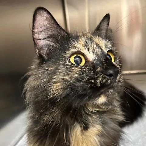 A young medium-sized female Black Domestic Medium Hair cat named Waffle for adoption in Springfield, MA