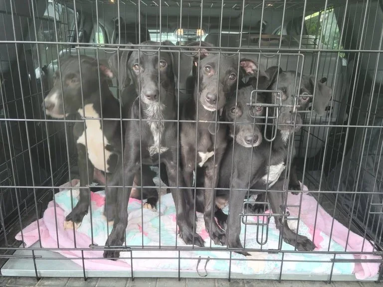 Volunteer Opportunities!