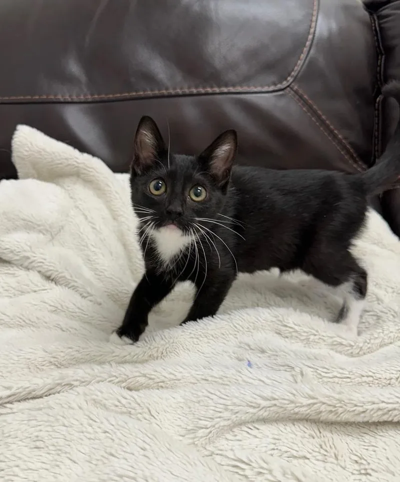 A baby small-sized female Domestic Short Hair cat named Melanie for adoption in Newberg, OR