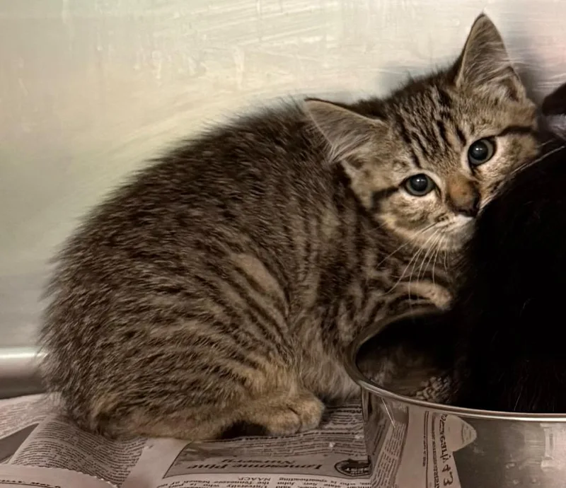A baby medium-sized female Domestic Short Hair cat named Salt for adoption in Belton, TX