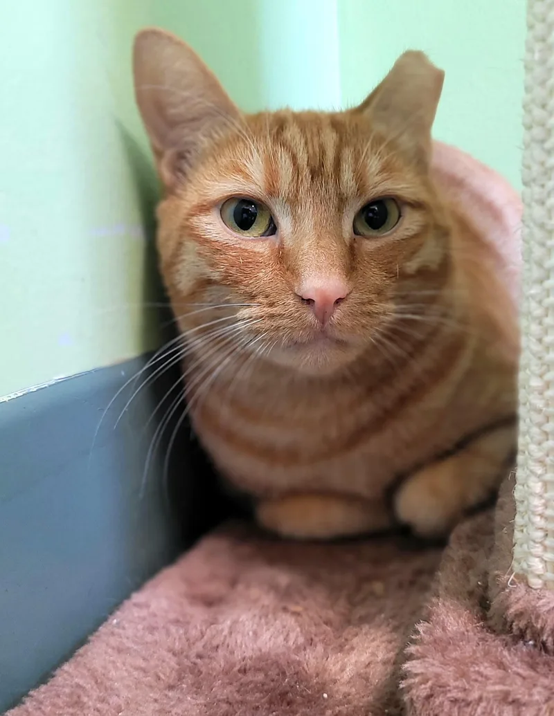 A young large-sized male Domestic Short Hair cat named Jefferson for adoption in Kirkland, WA