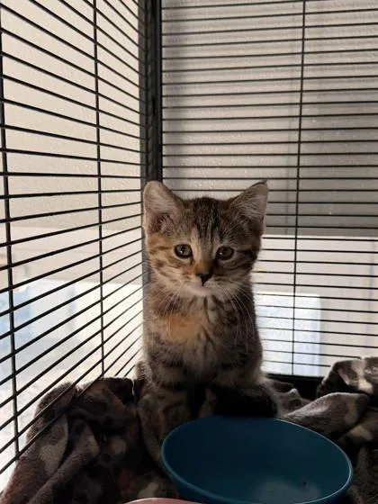 An adult small-sized female Domestic Short Hair cat named Angel for adoption in Saint Anne, IL