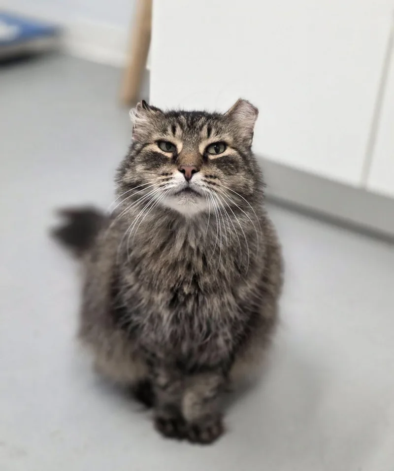 A senior large-sized male Domestic Long Hair cat named Gerald for adoption in Shelby, MI