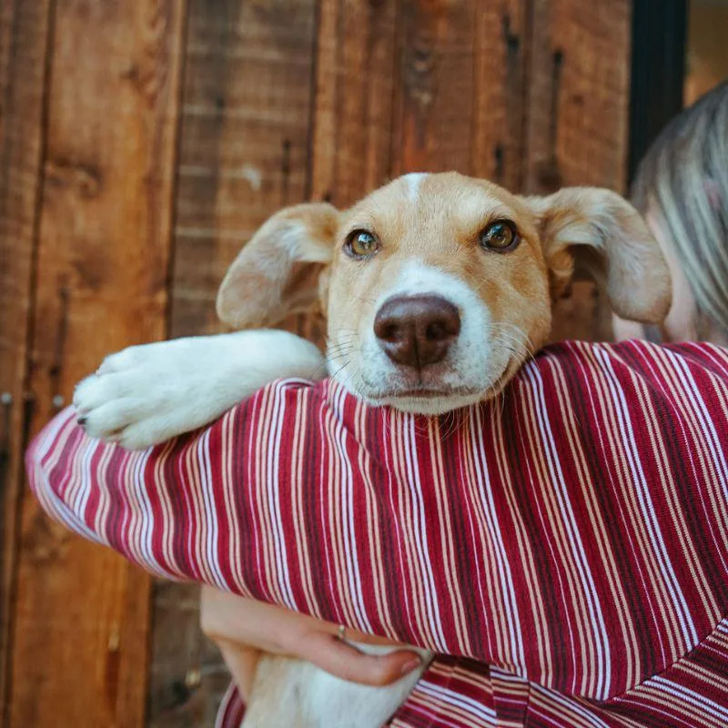 A young medium-sized male Mixed Breed dog named Banjo for adoption in Jackson, WY