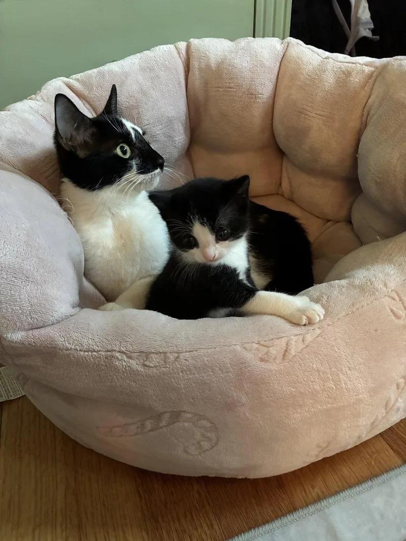 A young medium-sized female Domestic Short Hair cat named Maize for adoption in Naugatuck, CT