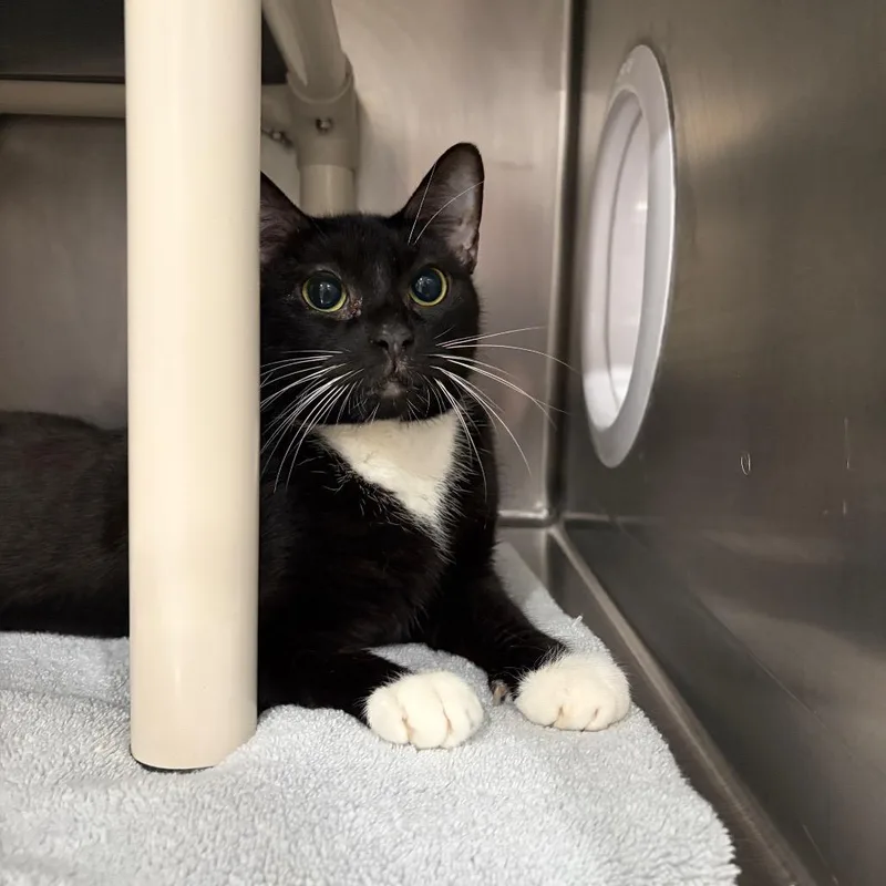 An adult medium-sized female Black Domestic Short Hair cat named Orio for adoption in Newark, NJ