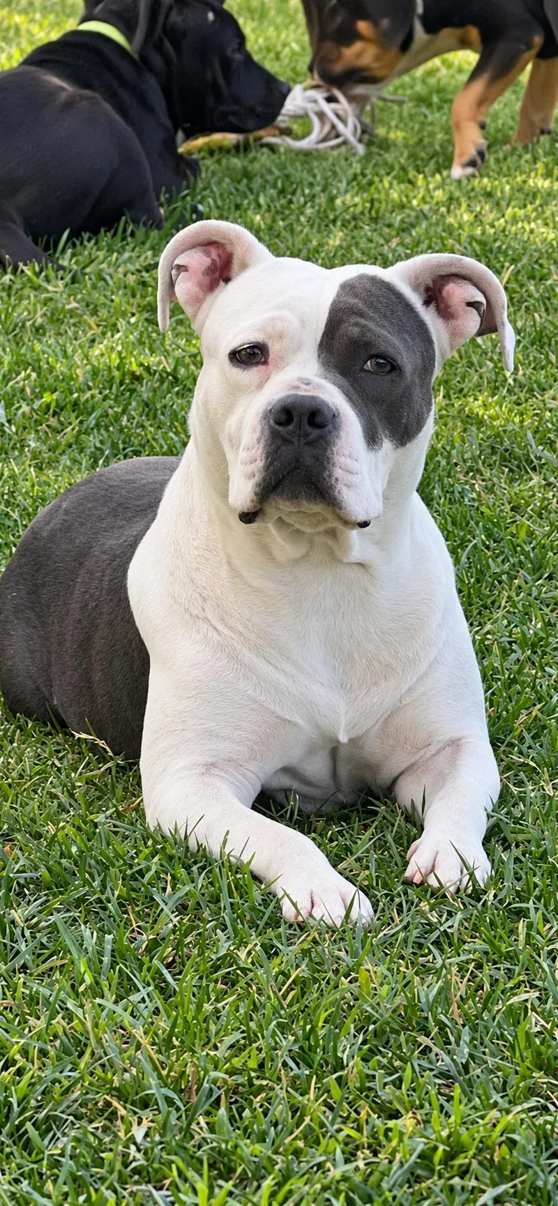 A young medium-sized female Staffordshire Bull Terrier dog named Charlina for adoption in Lodi, CA