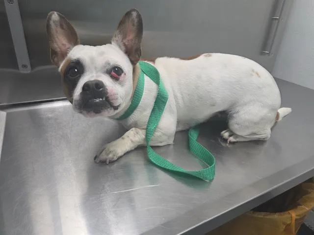 A young small-sized female Terrier dog named Eris Dew for adoption in Antioch, CA