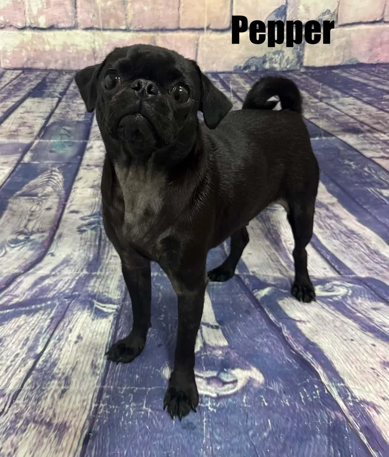 A young small-sized female Black Pug dog named Pepper for adoption in Quincy, MI