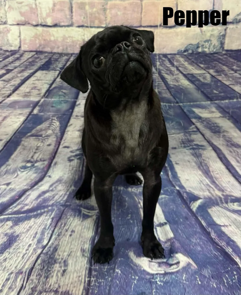 Pepper thumbnail 2