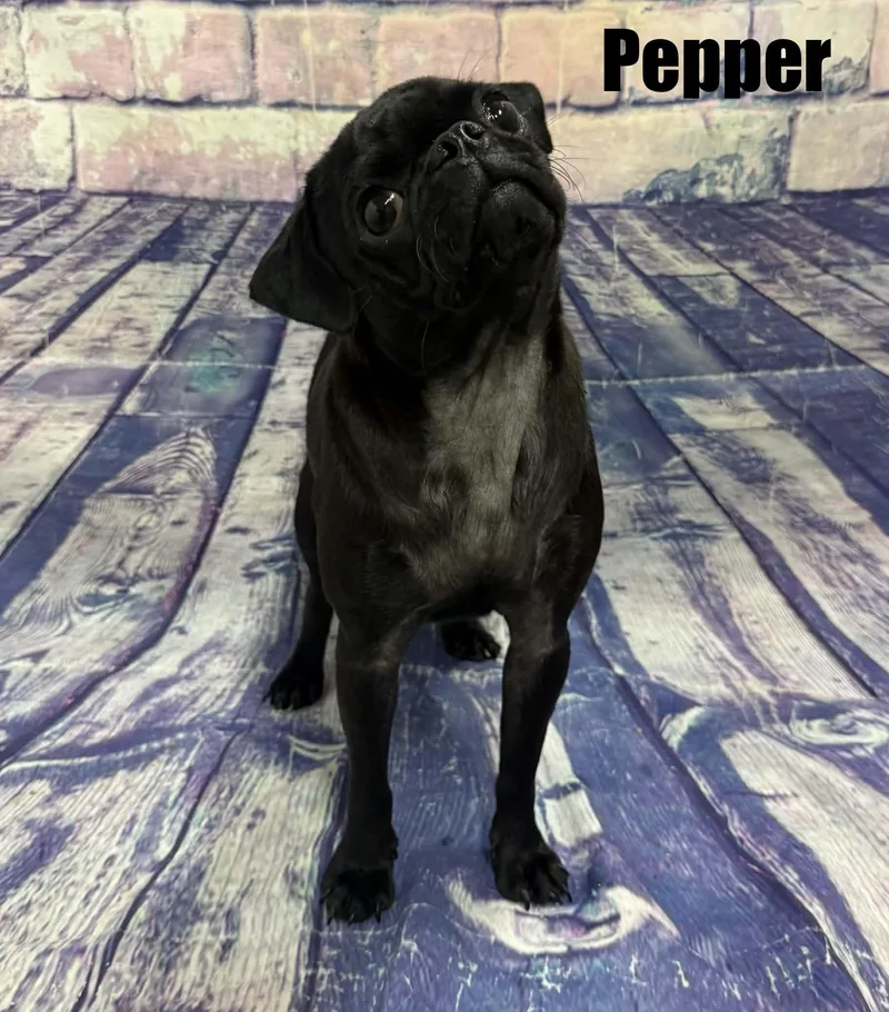 Pepper thumbnail 3