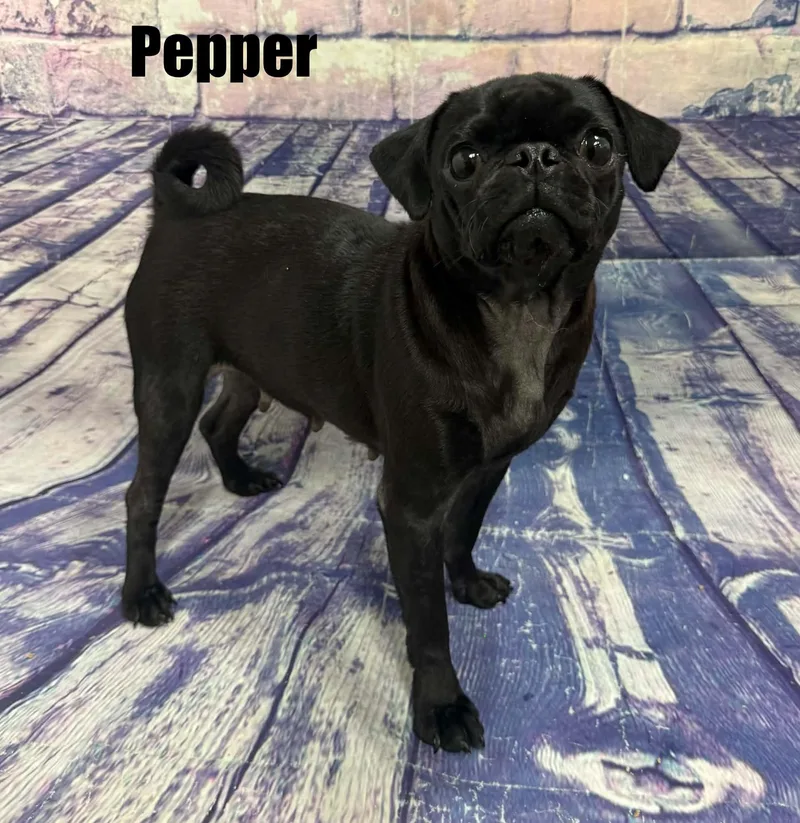 Pepper thumbnail 4