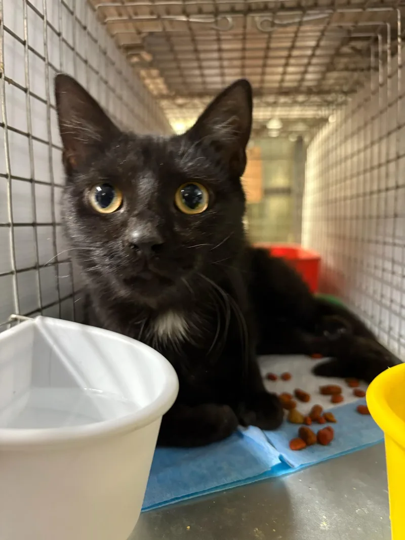 Estrella  Gentle Little