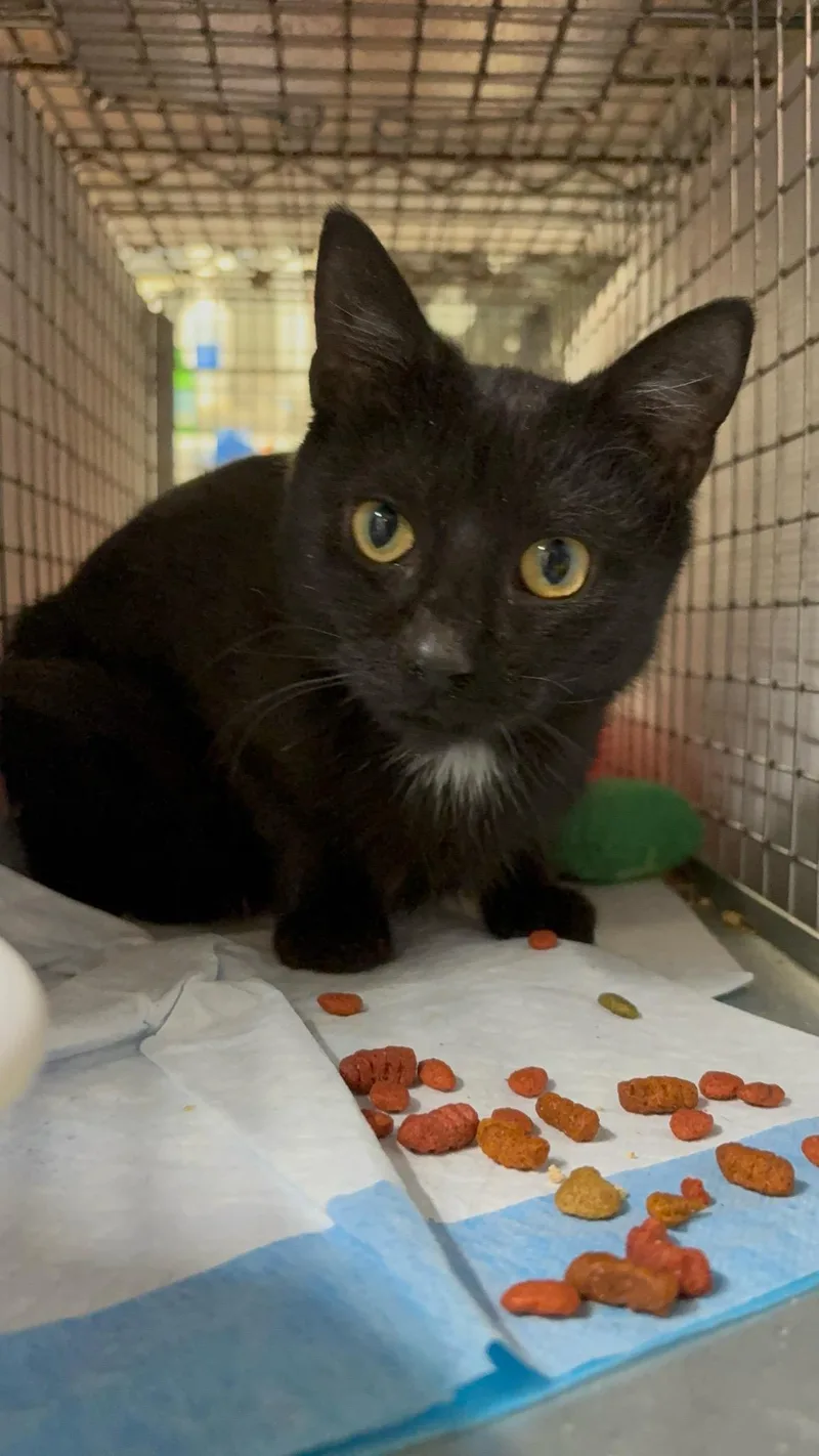 Estrella  Gentle Little thumbnail 2