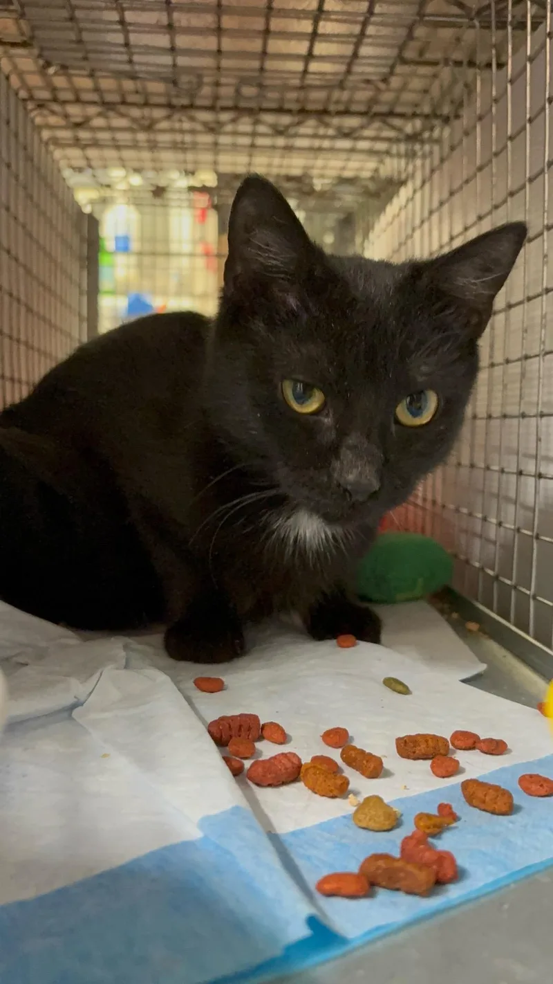 Estrella  Gentle Little thumbnail 3