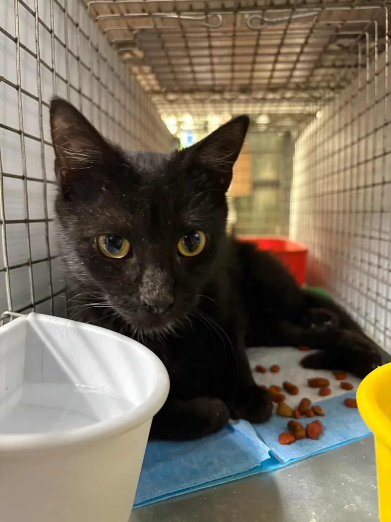 Estrella  Gentle Little thumbnail 4