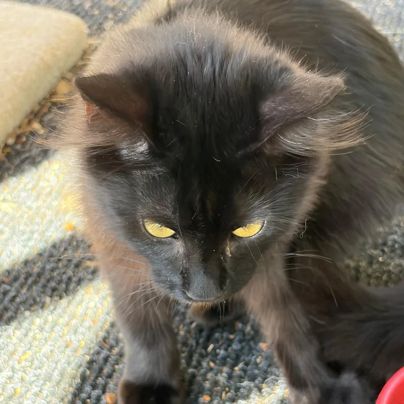 A baby small-sized male Smoke Domestic Medium Hair cat named Cosmo for adoption in Pleasanton, CA